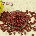 (Hebei original) british dard red kidney beans